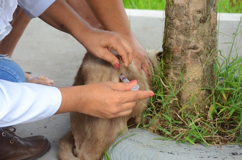 Campanha de Vacinação dos Pets em Ananindeua