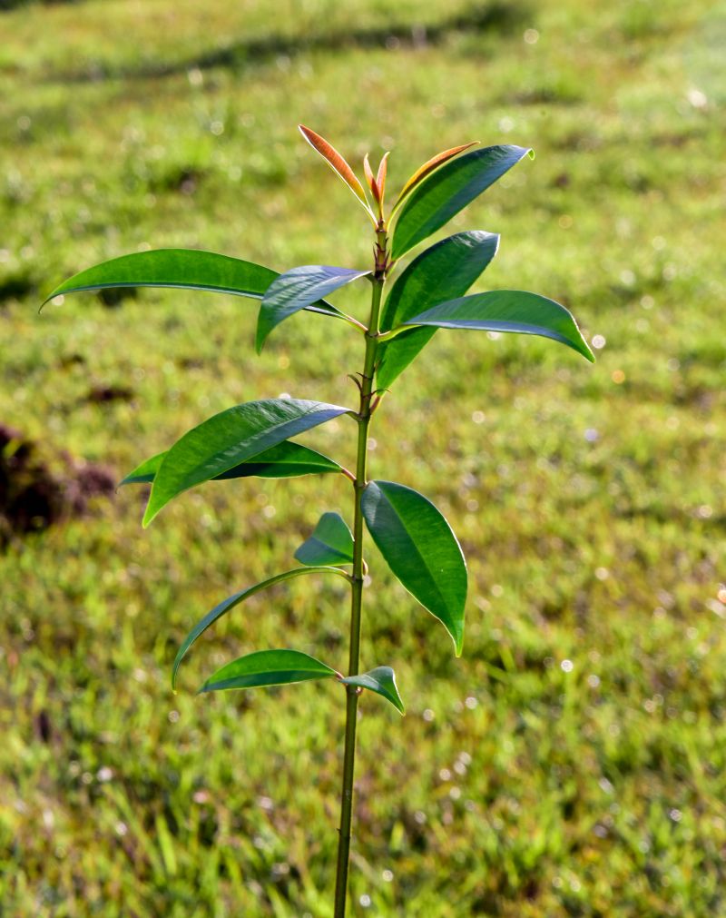 XIX Semana do Meio Ambiente de Ananindeua com plantio de mudas Ananin no parque Vila Maguary