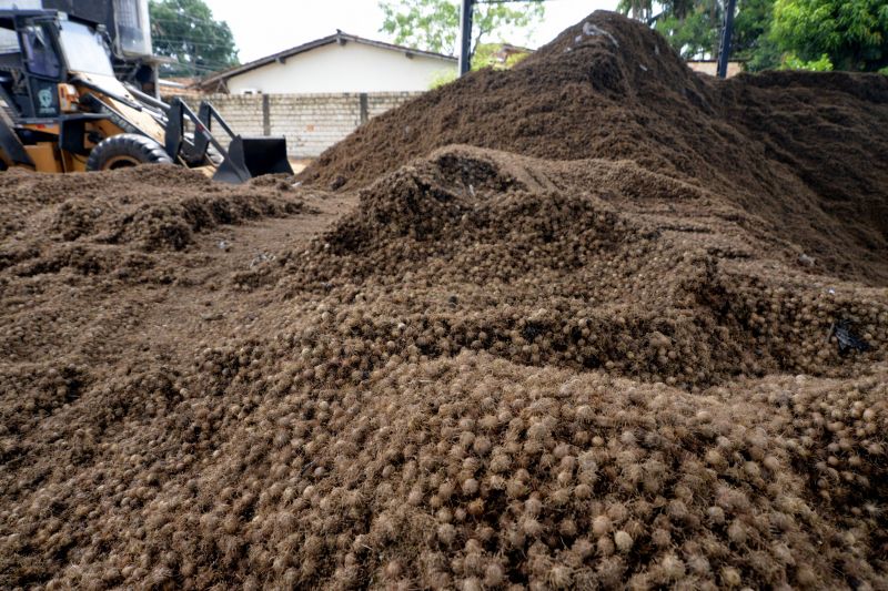 Reciclagem de caroço de Açaí