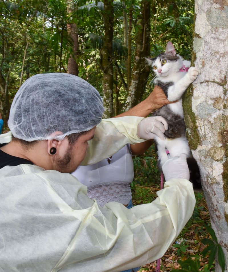 Vacinação de Pets, cães e gatos no Bosque Uirapuru no conjunto Julia Seffer