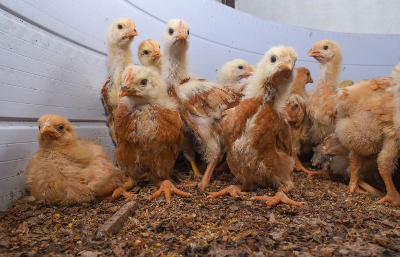 Entrega de matrizes de aves e ração para Agricultores e Quilombos das Ilhas de Ananindeua