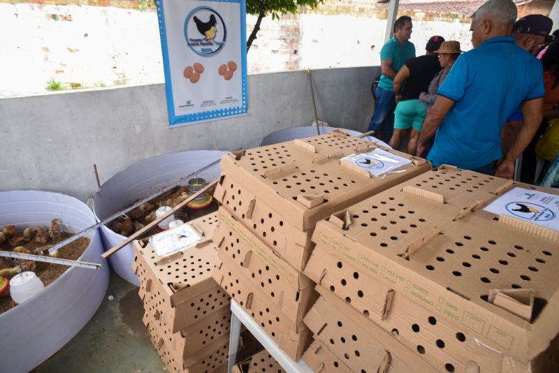 Entrega de matrizes de aves e ração para Agricultores e Quilombos das Ilhas de Ananindeua