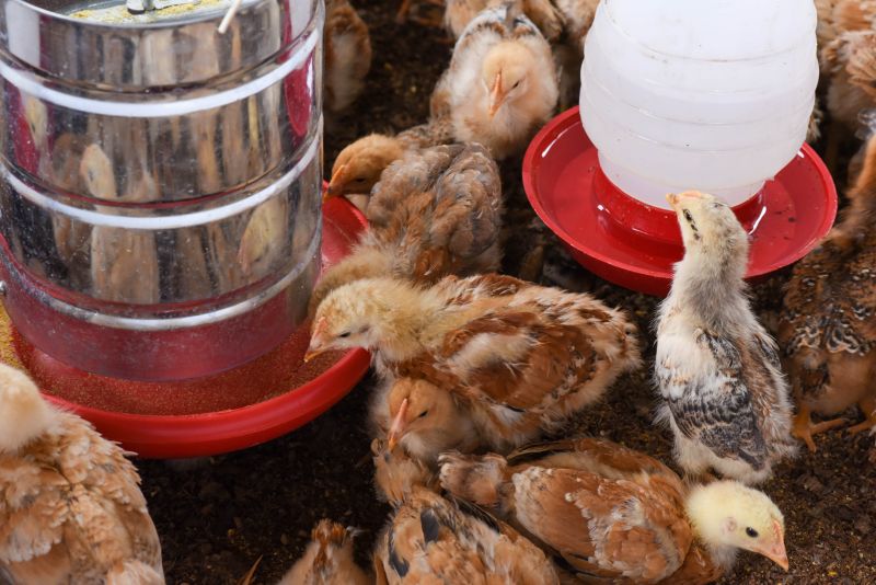 Entrega de matrizes de aves e ração para Agricultores e Quilombos das Ilhas de Ananindeua