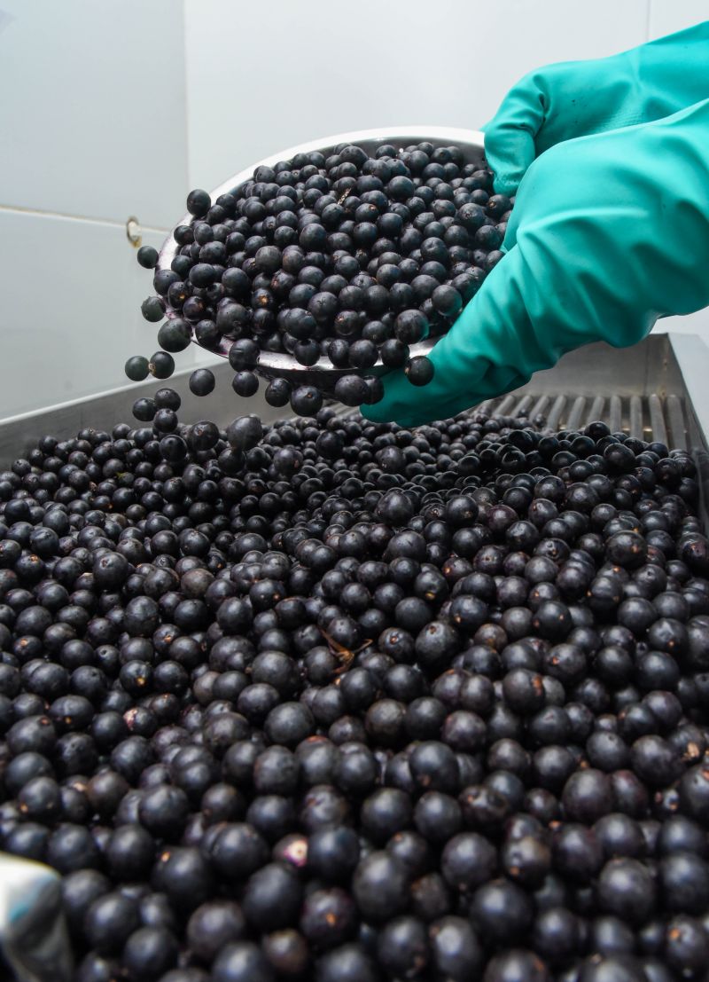 Imagens da capacitação para batedores de açaí de Ananindeua