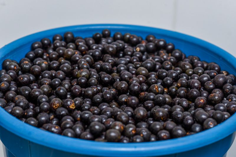 Boas práticas na manipulação do açaí, aula prática de beneficiamento na casa do açaí.