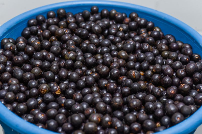 Boas práticas na manipulação do açaí, aula prática de beneficiamento na casa do açaí.