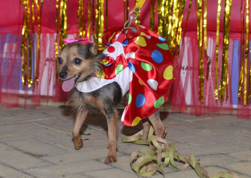 Desfile de Carnaval dos Pets na feira do artesanato