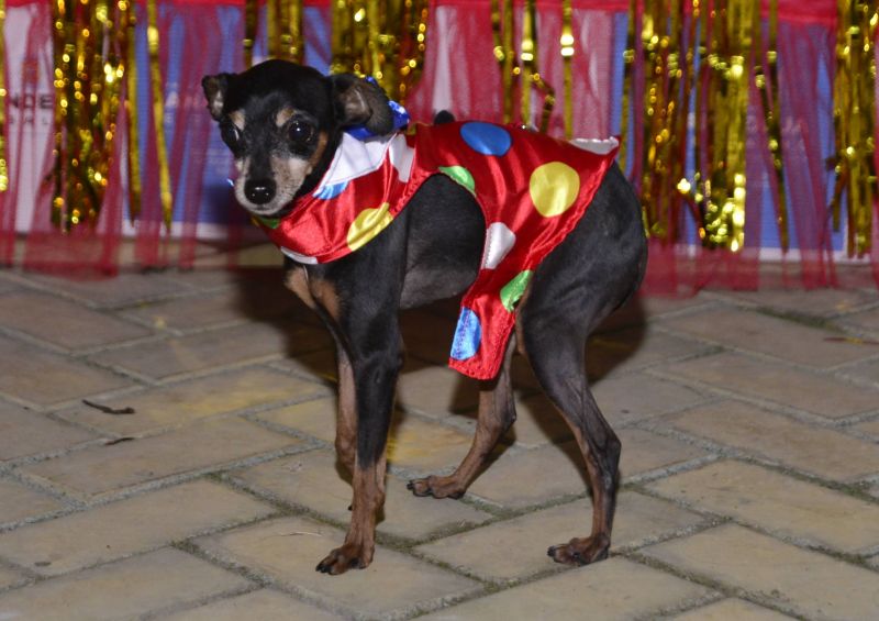 Desfile de Carnaval dos Pets na feira do artesanato