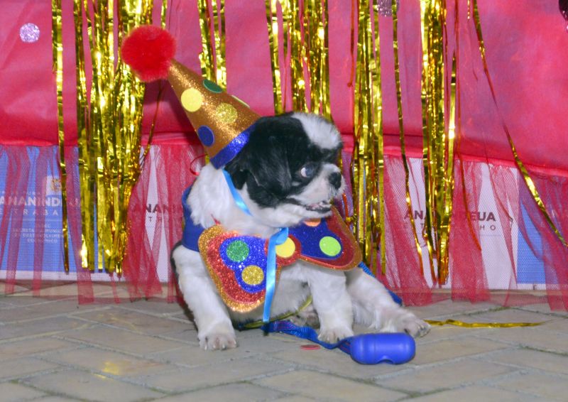 Desfile de Carnaval dos Pets na feira do artesanato