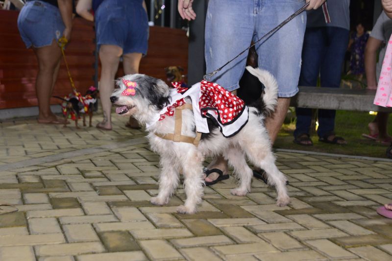 Desfile de Carnaval dos Pets na feira do artesanato