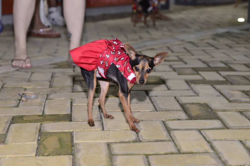 Desfile de Carnaval dos Pets na feira do artesanato