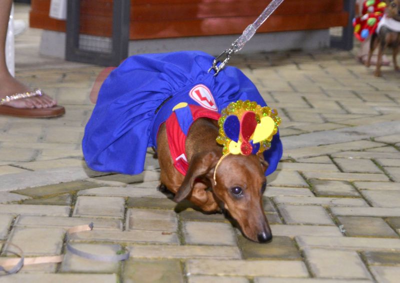 Desfile de Carnaval dos Pets na feira do artesanato