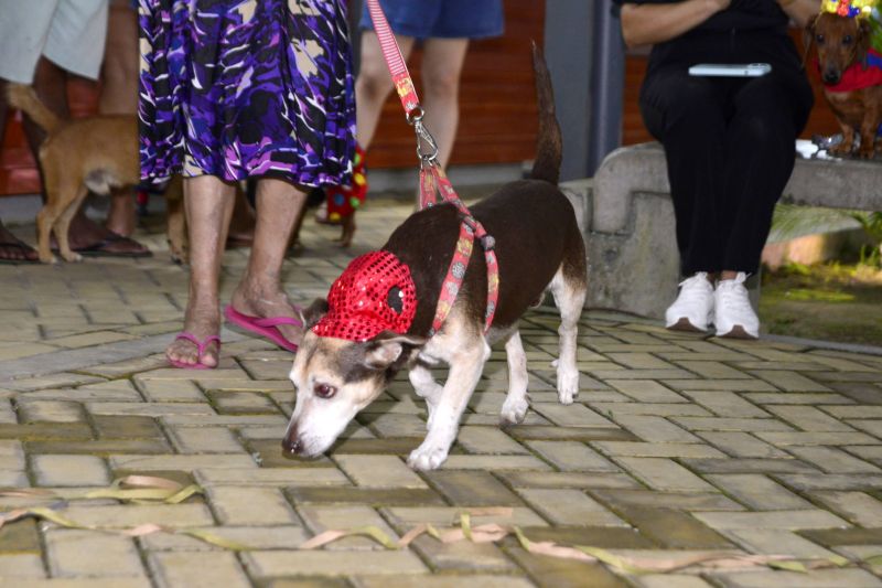 Desfile de Carnaval dos Pets na feira do artesanato