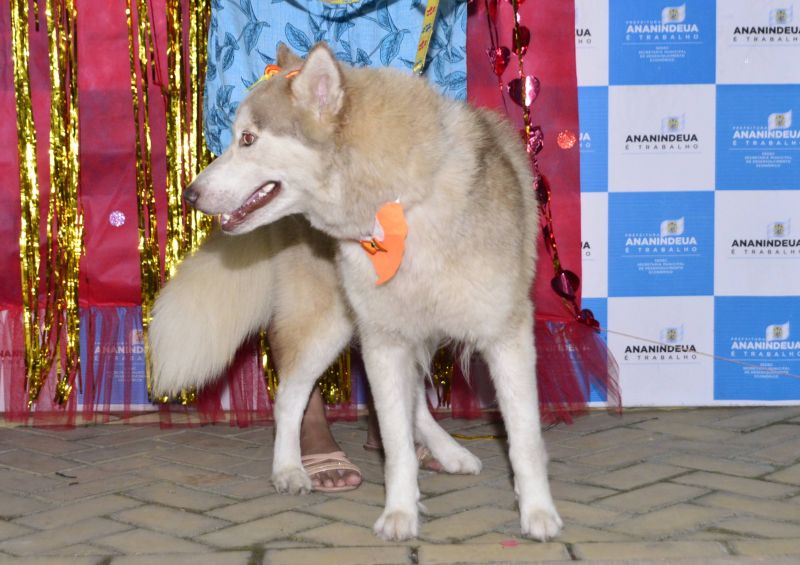 Desfile de Carnaval dos Pets na feira do artesanato