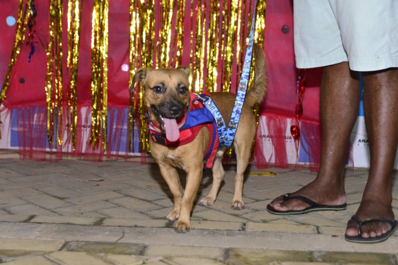 Desfile de Carnaval dos Pets na feira do artesanato