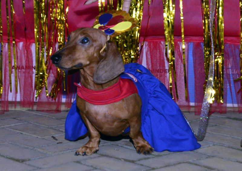 Desfile de Carnaval dos Pets na feira do artesanato