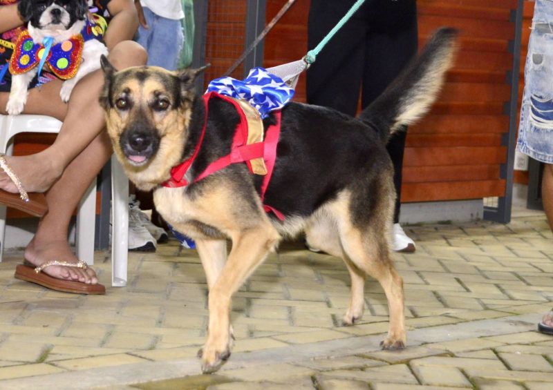 Desfile de Carnaval dos Pets na feira do artesanato