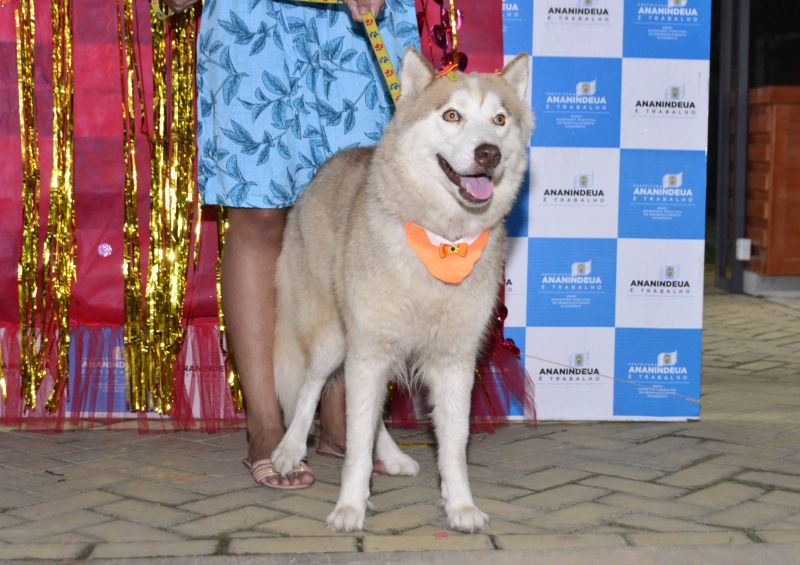 Desfile de Carnaval dos Pets na feira do artesanato