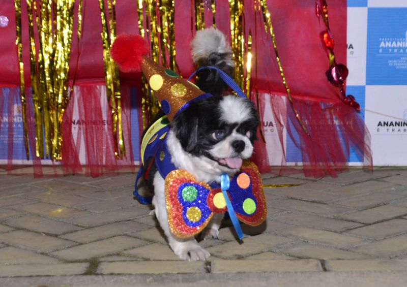 Desfile de Carnaval dos Pets na feira do artesanato