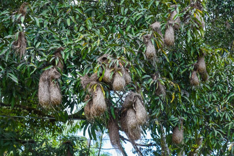 Eco trilha na Ilha de João Pilatos