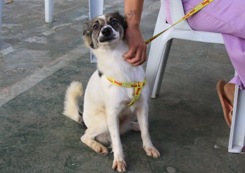Ação Vet Ananin ao lado do CRAS 40H