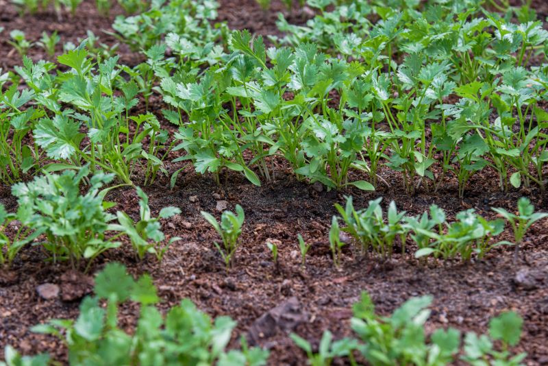 Pré- Conferência Municipal no parque das águas no Curuçambá
