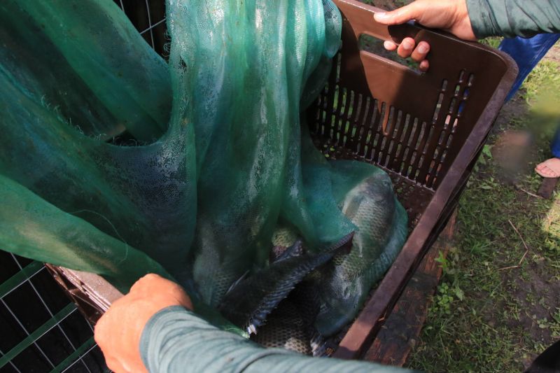 Repicagem na Unidade Demostrativa do Peixe Ananin no Curuçambá