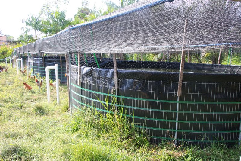 Repicagem na Unidade Demostrativa do Peixe Ananin no Curuçambá