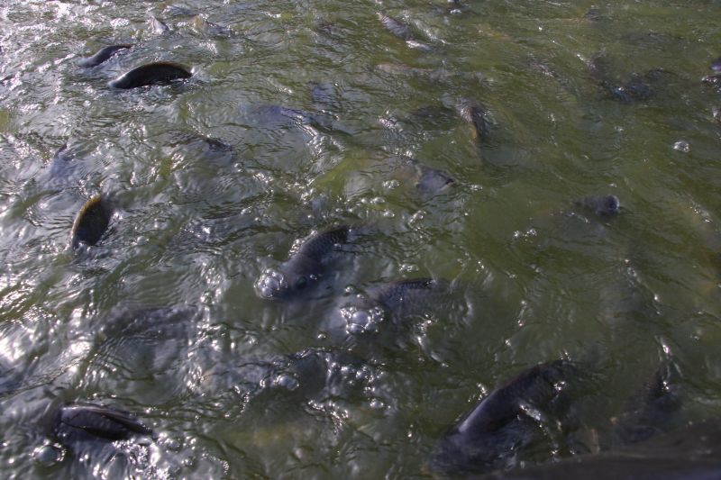 Repicagem na Unidade Demostrativa do Peixe Ananin no Curuçambá
