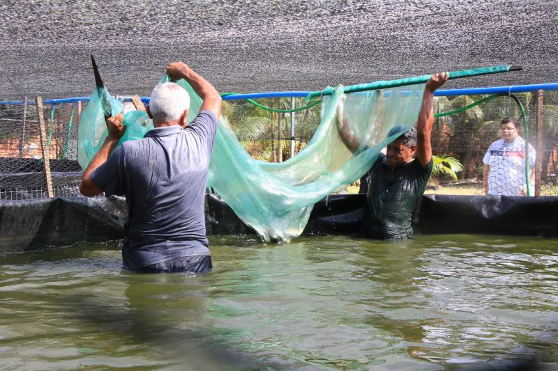 Repicagem na Unidade Demostrativa do Peixe Ananin no Curuçambá