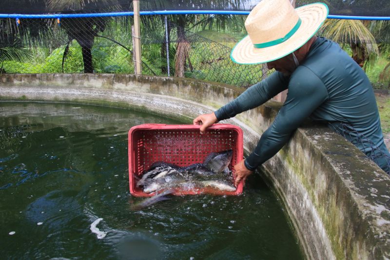 Repicagem na Unidade Demostrativa do Peixe Ananin no Curuçambá