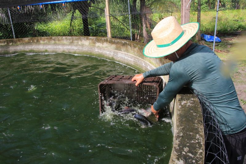 Repicagem na Unidade Demostrativa do Peixe Ananin no Curuçambá