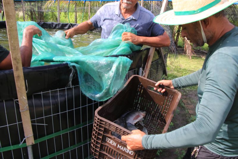 Repicagem na Unidade Demostrativa do Peixe Ananin no Curuçambá
