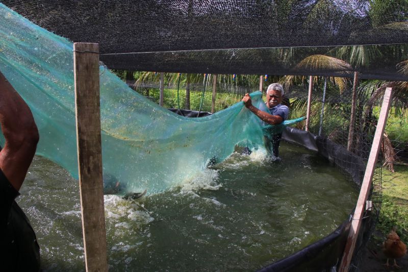Repicagem na Unidade Demostrativa do Peixe Ananin no Curuçambá