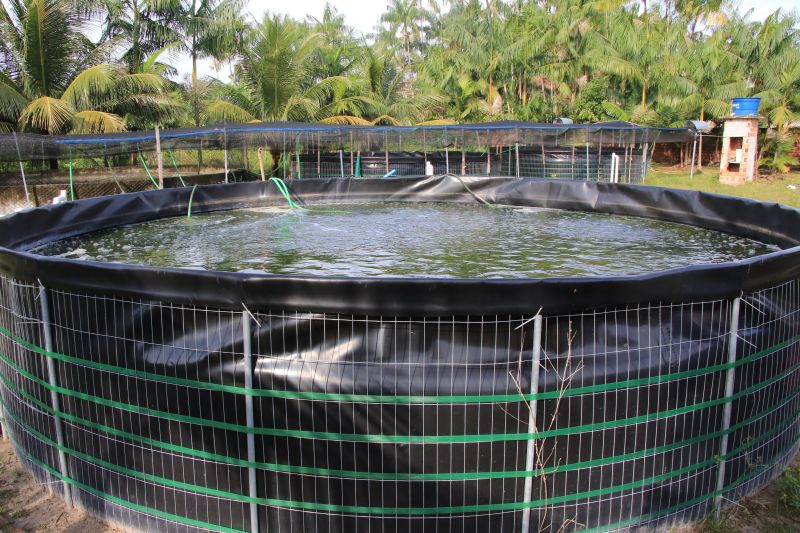 Repicagem na Unidade Demostrativa do Peixe Ananin no Curuçambá