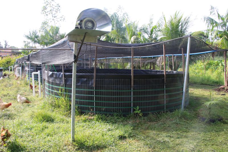 Repicagem na Unidade Demostrativa do Peixe Ananin no Curuçambá