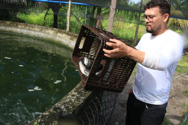 Repicagem na Unidade Demostrativa do Peixe Ananin no Curuçambá