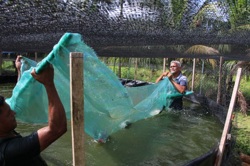 Repicagem na Unidade Demostrativa do Peixe Ananin no Curuçambá