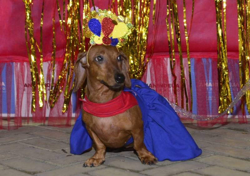 Carnaval Pet anima "Feira do Artesanato de Ananindeua" com desfile carnavalesco 