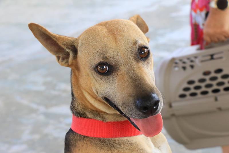 Cãozinho participando da ação.