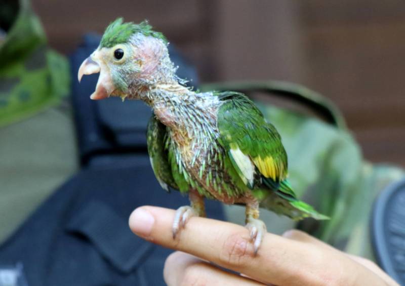 Periquito-da-mangueira é resgatado.