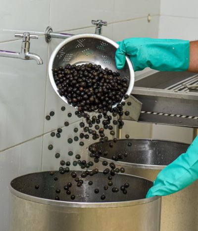 Galeria: Boas práticas na manipulação do açaí, aula prática de beneficiamento na casa do açaí.