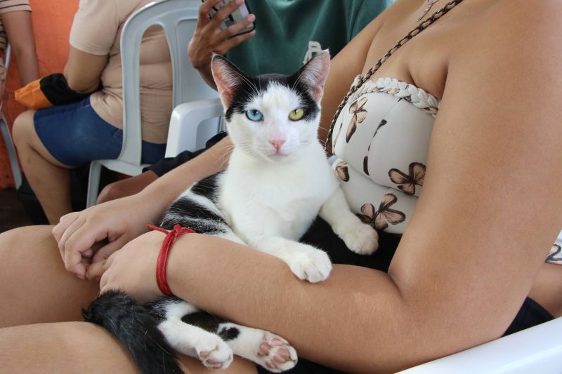 Ação Castramóvel na quadra João Nunes no 40 Horas