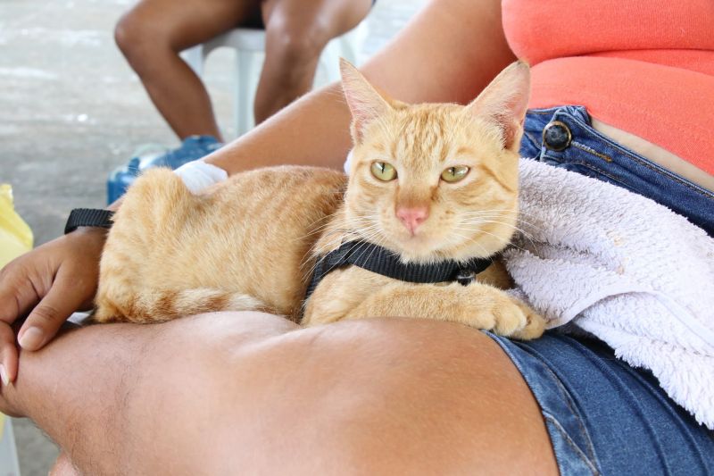 Ação Castramóvel na quadra João Nunes no 40 Horas