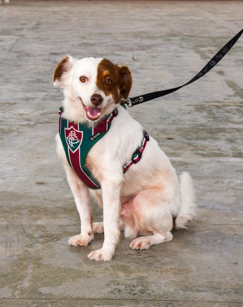 Programa Vet Ananin no bairro do 40 Horas