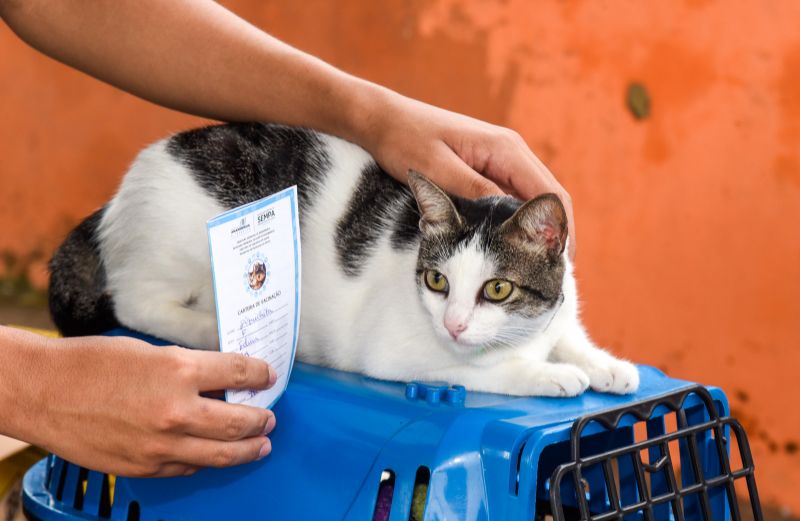 Programa Vet Ananin no bairro do 40 Horas