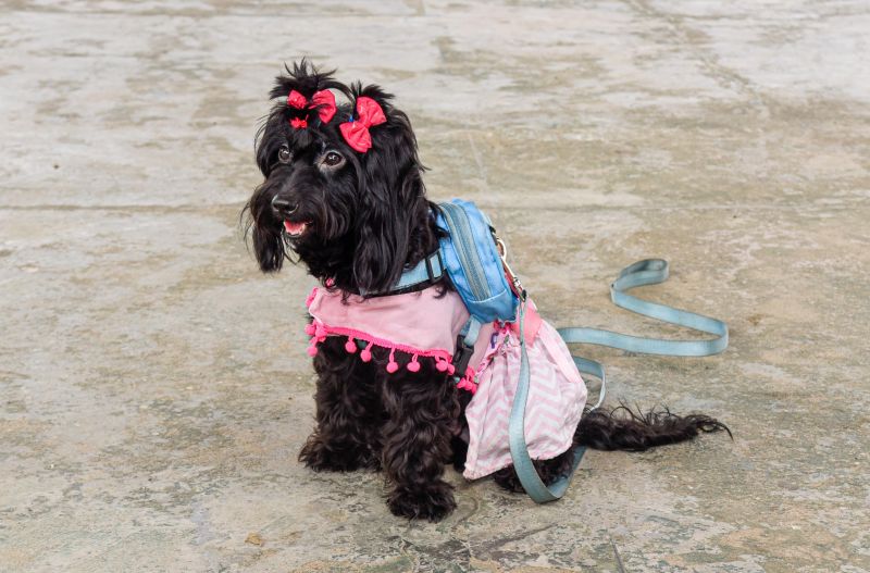 Programa Vet Ananin no bairro do 40 Horas