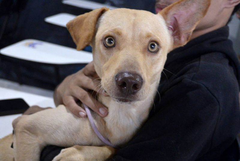 Castramóvel na passagem Iracema, no centro comunitário Cresce Una