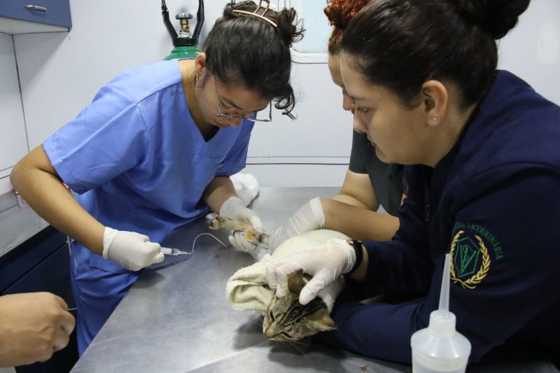 Castramóvel no espaço cidadão no Guajará l