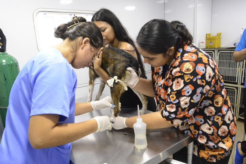 Castramóvel no loteamento Parque Anne